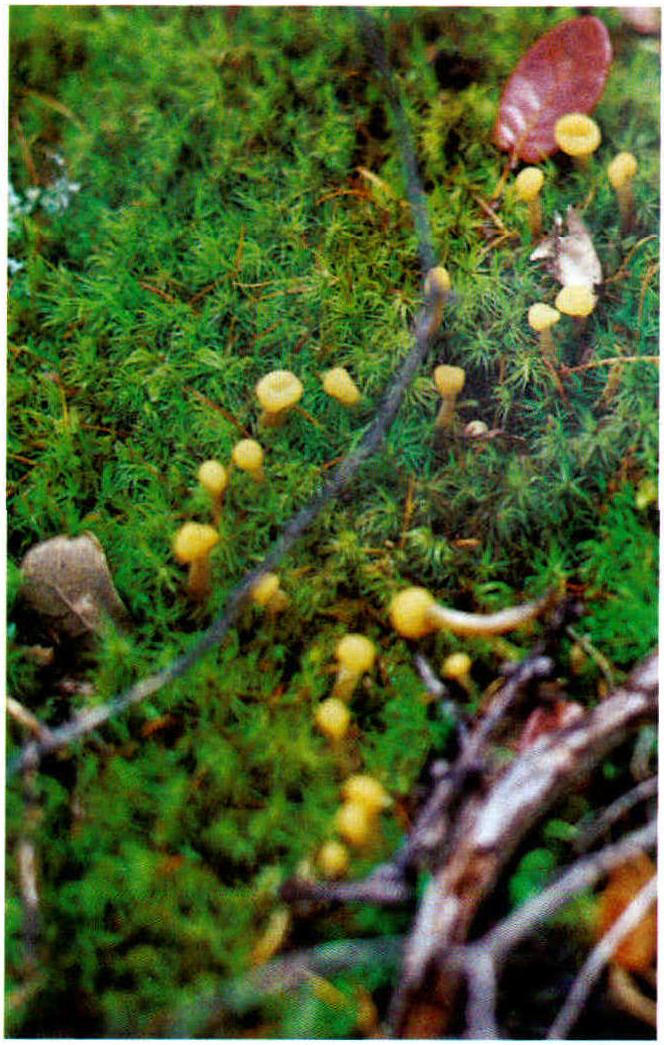 Leotia aurantipes (Imai)Tai